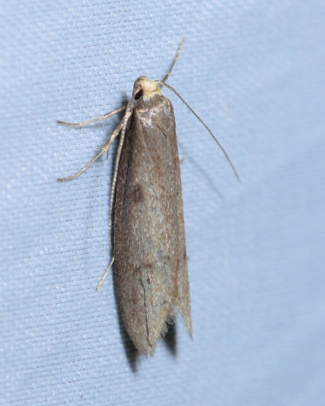 Lypusidae:  Agnoea flavifrontella (cfr.)